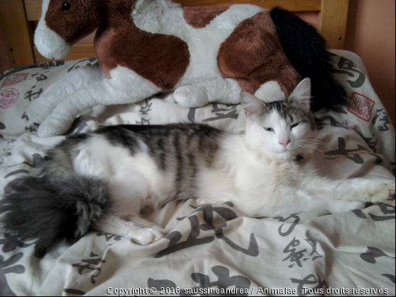 Mounette  - Photo de Chats