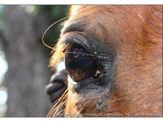 Fitness - Photo de Chevaux