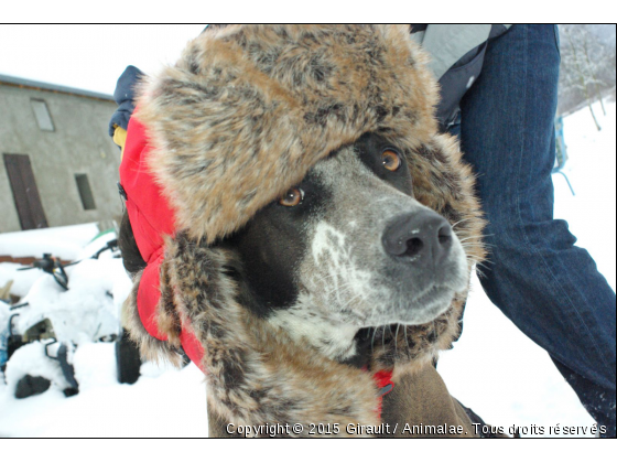 Cassy - Photo de Chiens