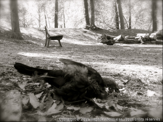 l&#039;Adieu - Photo de Oiseaux