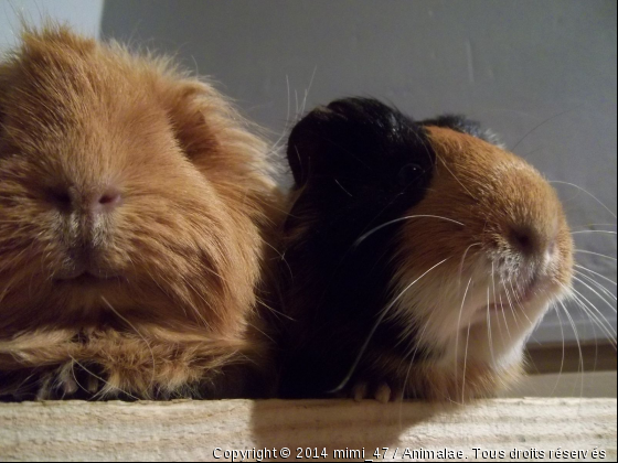 Pépita et Chiquita - Photo de Rongeurs