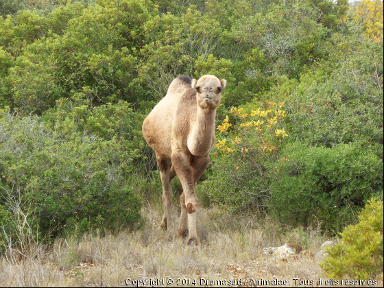 Tyrki mon dromadaire - Photo de Animaux sauvages