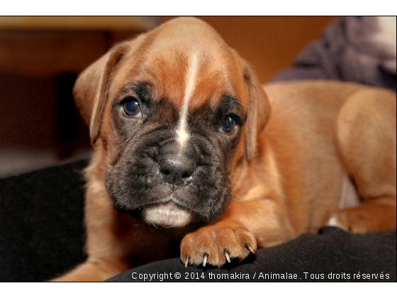 Bébé boxer - Photo de Chiens