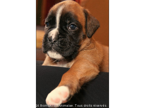 Bébé boxer - Photo de Chiens