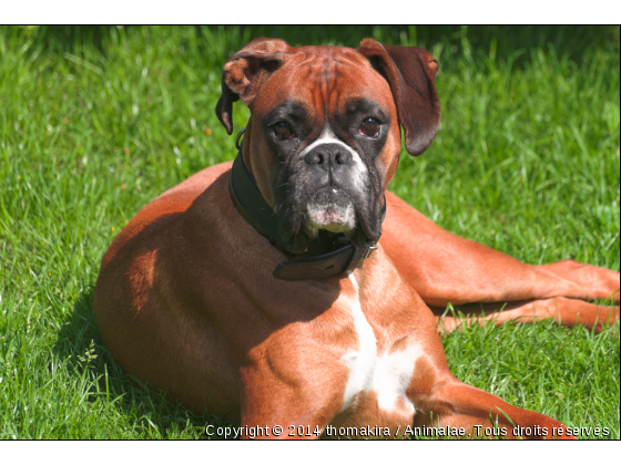 maman boxer - Photo de Chiens