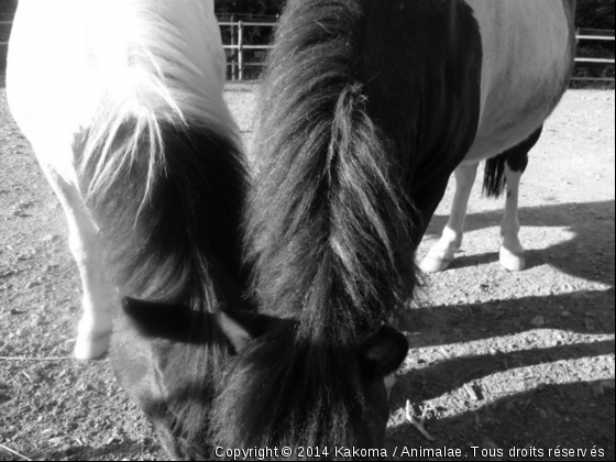 Black &amp; White - Photo de Chevaux