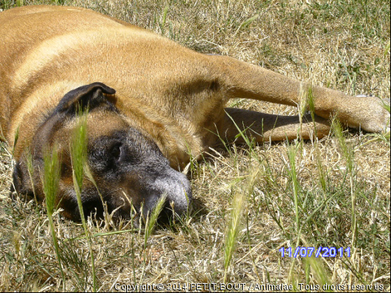 VOILA PEPITO C EST UN BOXER MALINOI - Photo de Chiens