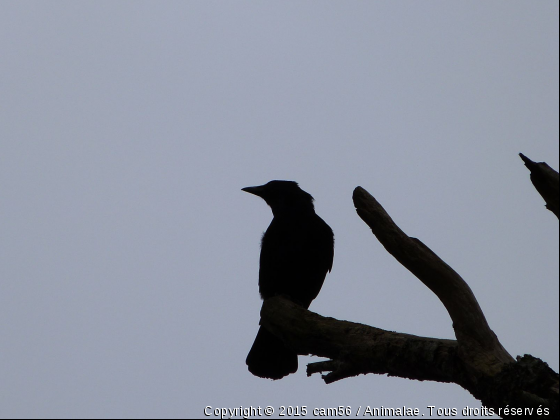 Corbeau - Photo de Oiseaux