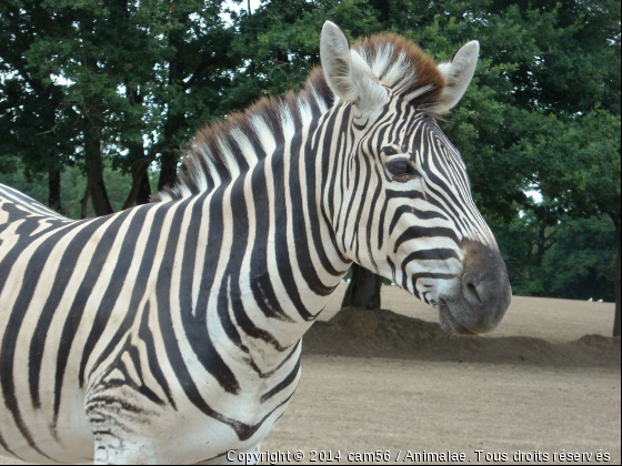 Salut! - Photo de Animaux sauvages