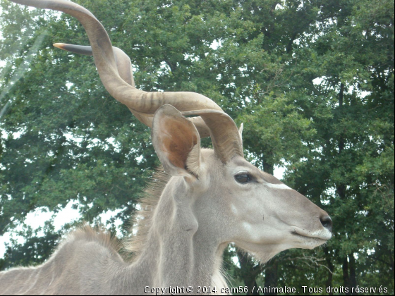 Pose de star - Photo de Animaux sauvages