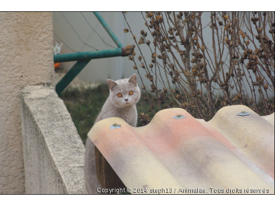 grisouille - Photo de Chats