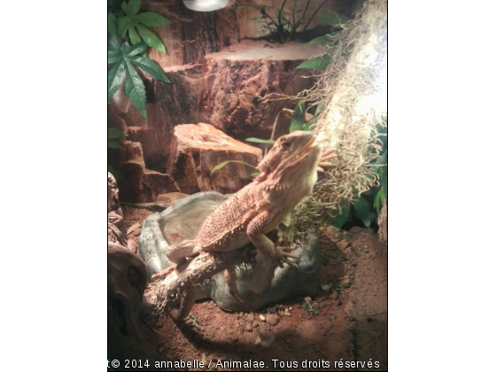 pogonette - Photo de Reptiles