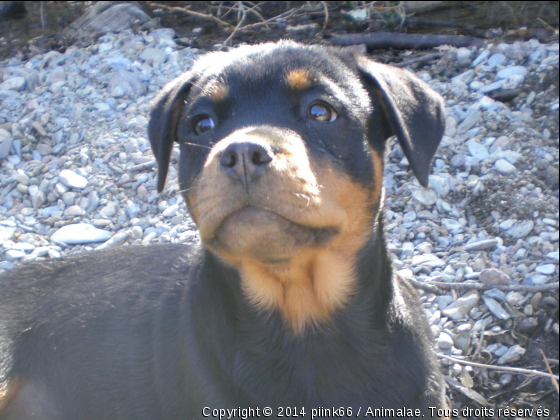 atika - Photo de Chiens