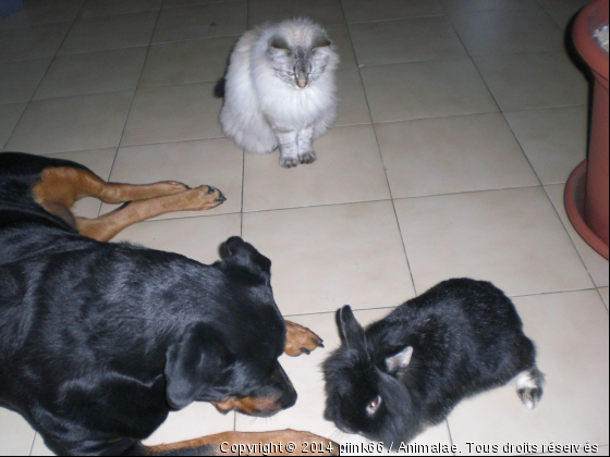 sandy, vodka et bébinou le lapinou - Photo de Rongeurs