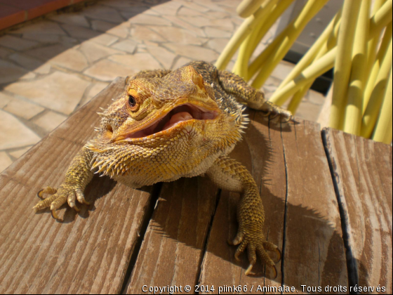 nini le pogona - Photo de Reptiles