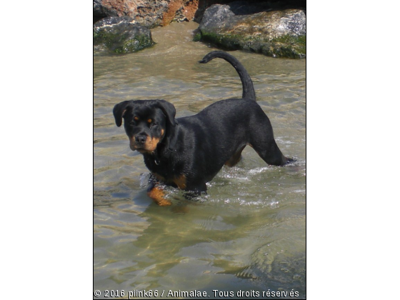 atika - Photo de Chiens