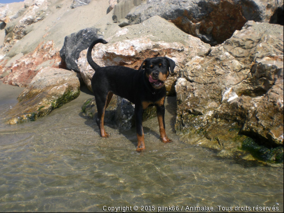 atika - Photo de Chiens