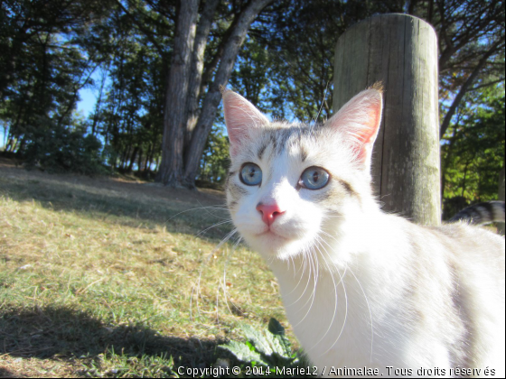 Un Dos - Photo de Chats