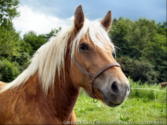 FESTIVAL DU TRAIT COMTOIS - Photo de Chevaux