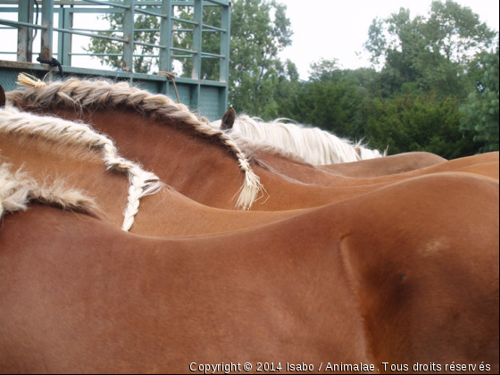 CHEVAUX DE TRAITS  - Photo de Chevaux