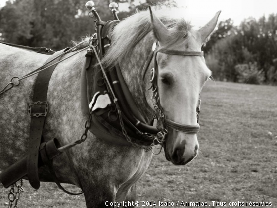 CHEVAUX DE TRAIT ATTELES - Photo de Chevaux