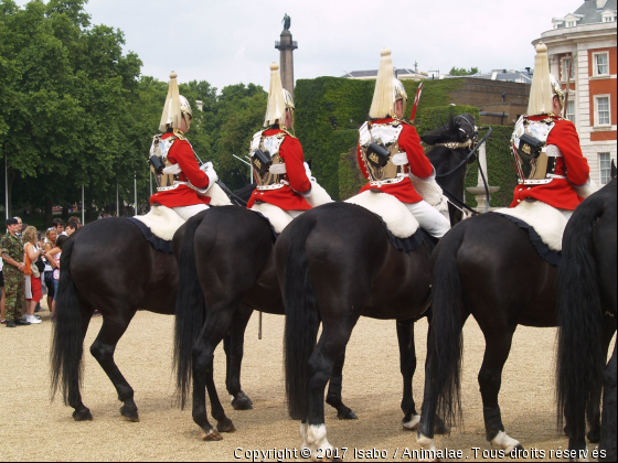 Horse guard London - Photo de Chevaux