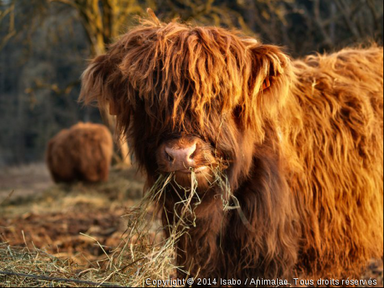 Highlander - Photo de Animaux Ferme