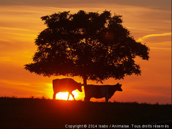 vache au crepuscule !! - Photo de Animaux Ferme