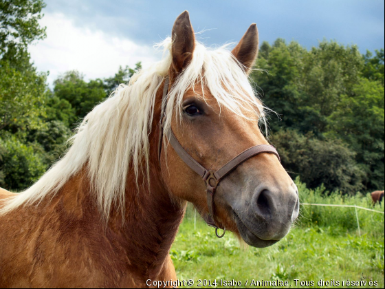 chevaux - Photo de Chevaux