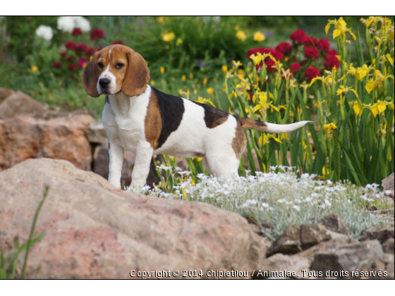 Jolie femelle Beagle - Photo de Chiens