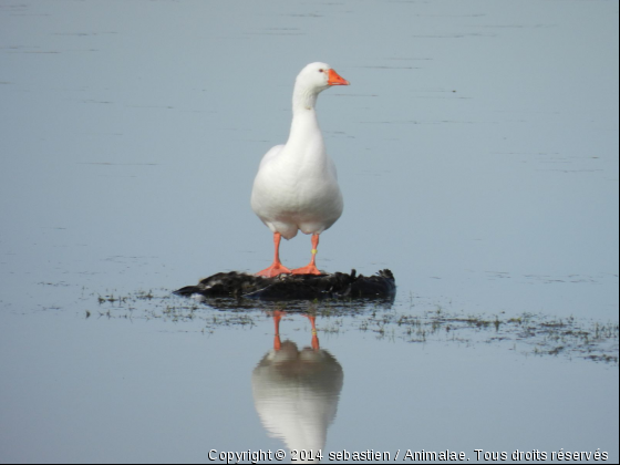 oie seule sur ile - Photo de Oiseaux