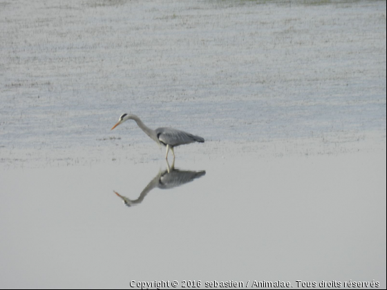 héron a l&#039;affut - Photo de Oiseaux