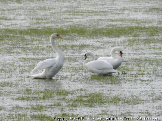 lac des cygnes - Photo de Oiseaux