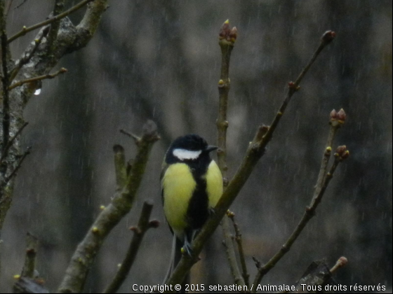 mésange charbonnière - Photo de Oiseaux