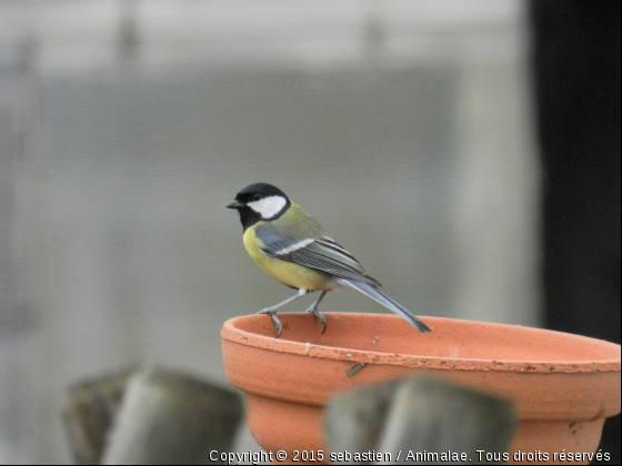 mésange charbonnière - Photo de Oiseaux