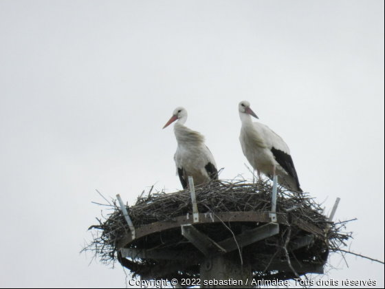 nidification de cigognes - Photo de Oiseaux