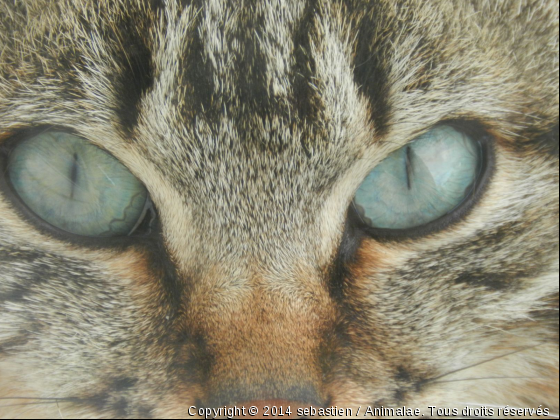 regard envoutant - Photo de Chats