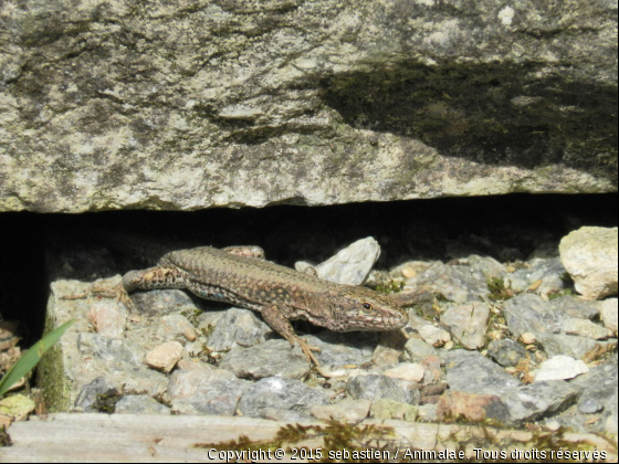 au soleil - Photo de Reptiles