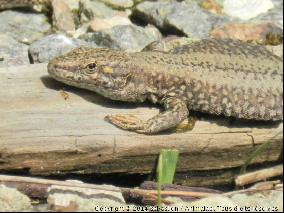 un petit bain de soleil - Photo de Reptiles