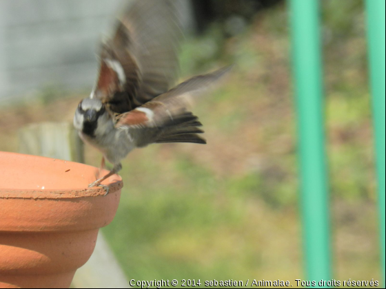 envol - Photo de Oiseaux