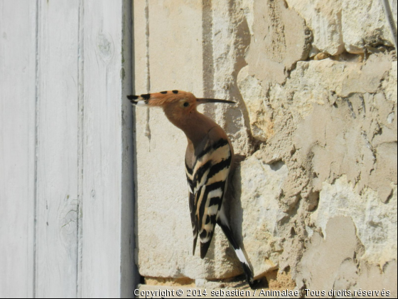 pupu - Photo de Oiseaux