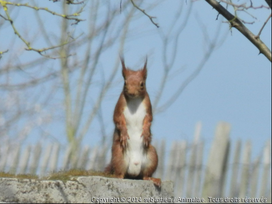 tout roux - Photo de Rongeurs