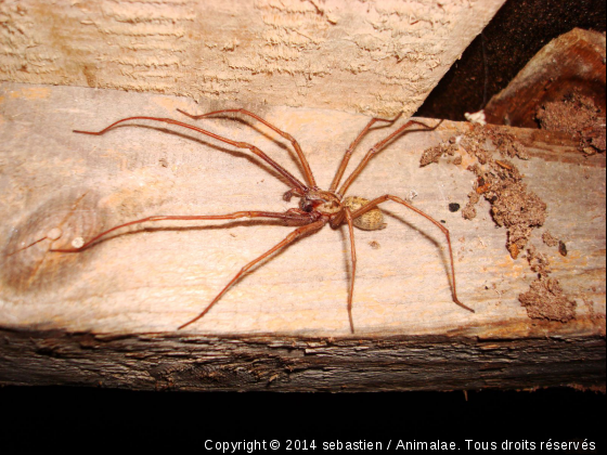 tégénaire - Photo de Microcosme