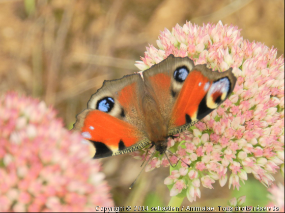 paon de jour - Photo de Microcosme