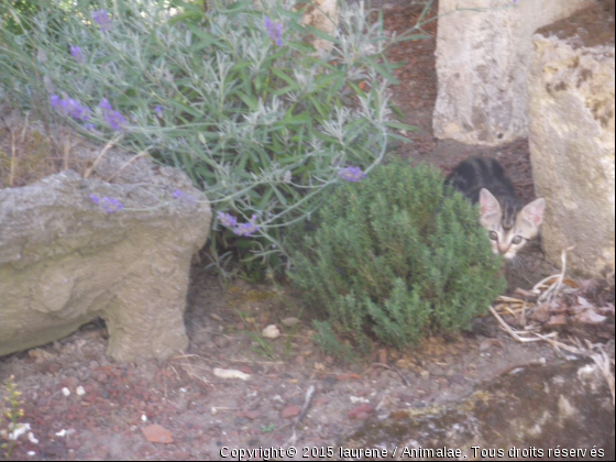 Nana, une petite chatte à 6 mois - Photo de Chats