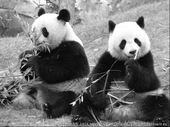 panda - Photo de Animaux sauvages