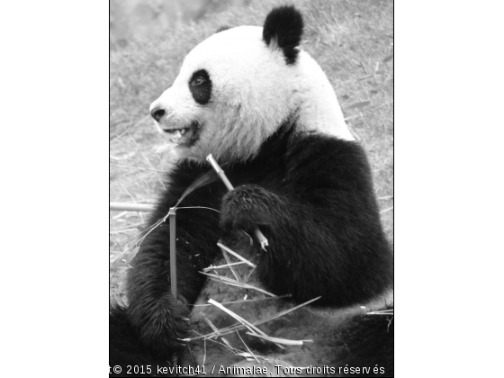 panda - Photo de Animaux sauvages