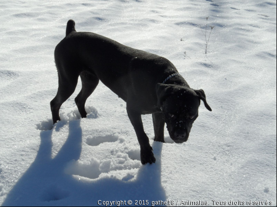 noir et blanc  - Photo de Chiens