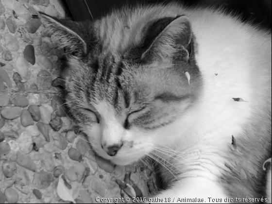 la sieste !! - Photo de Chats