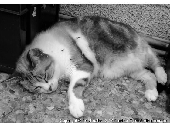 sieste  - Photo de Chats